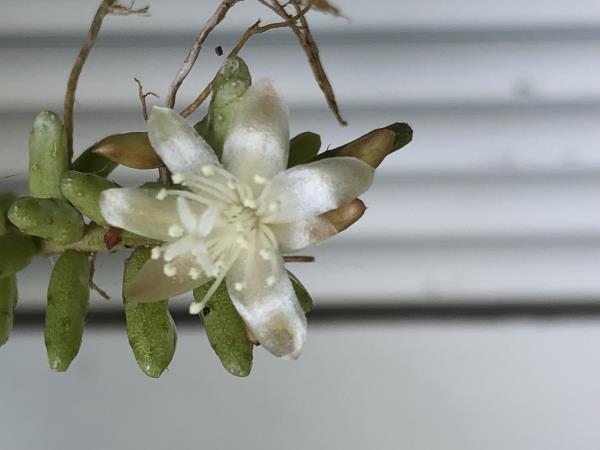 http://www.cloudjungle.com/cloudjungle/cactaceae/rhipsalis/rhipsalis mesembryanthemoides flower.jpeg